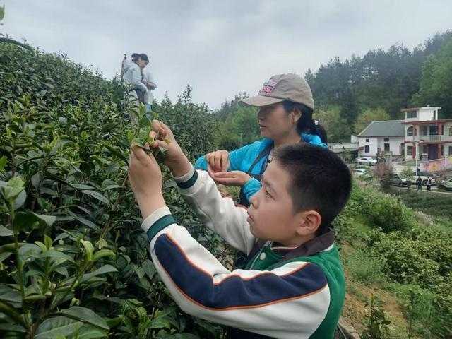 【技术解密】北纬33°的产业革命:商南茶产业链智能化改造深度报告 新闻